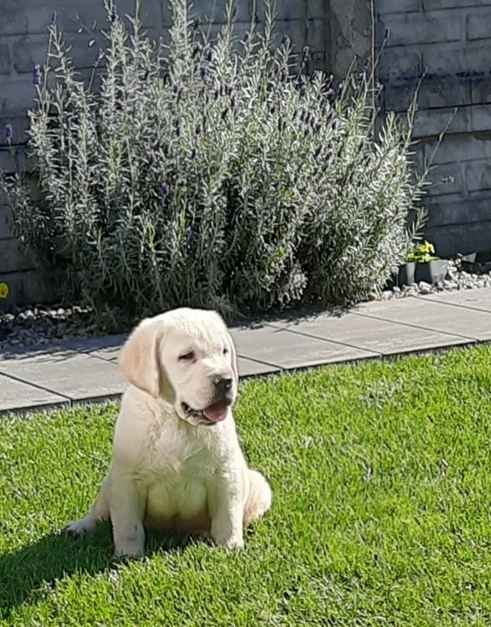 Labrador Biszkoptowy Piesek