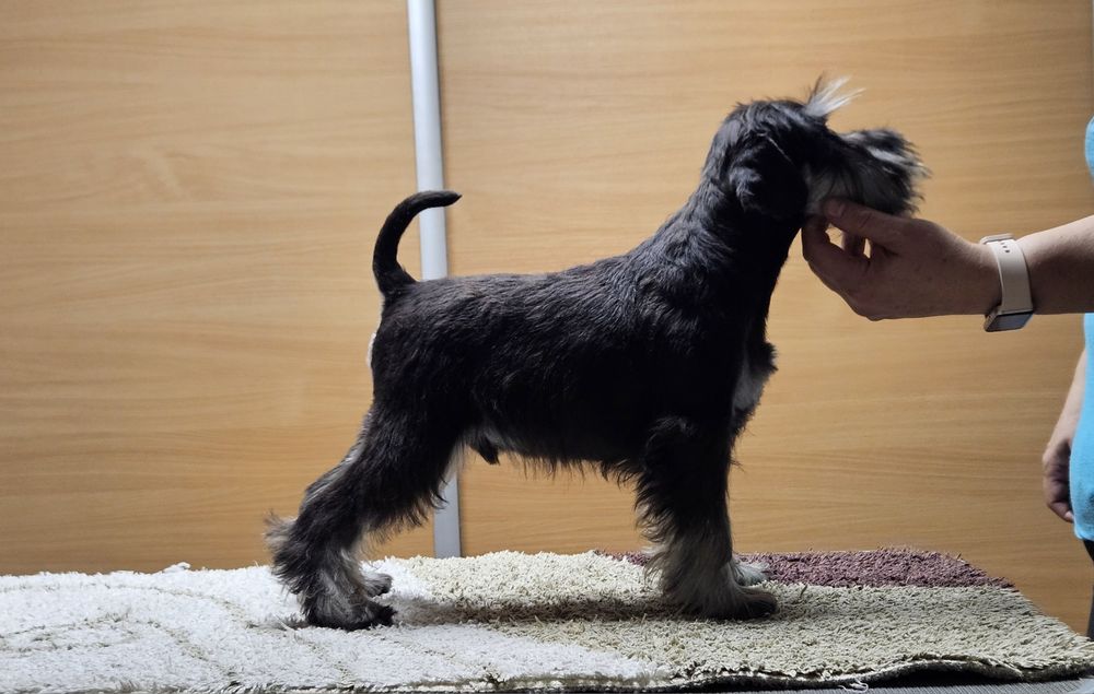 Sznaucer miniaturowy czarno-srebrny - RODOWÓD FCI !!!