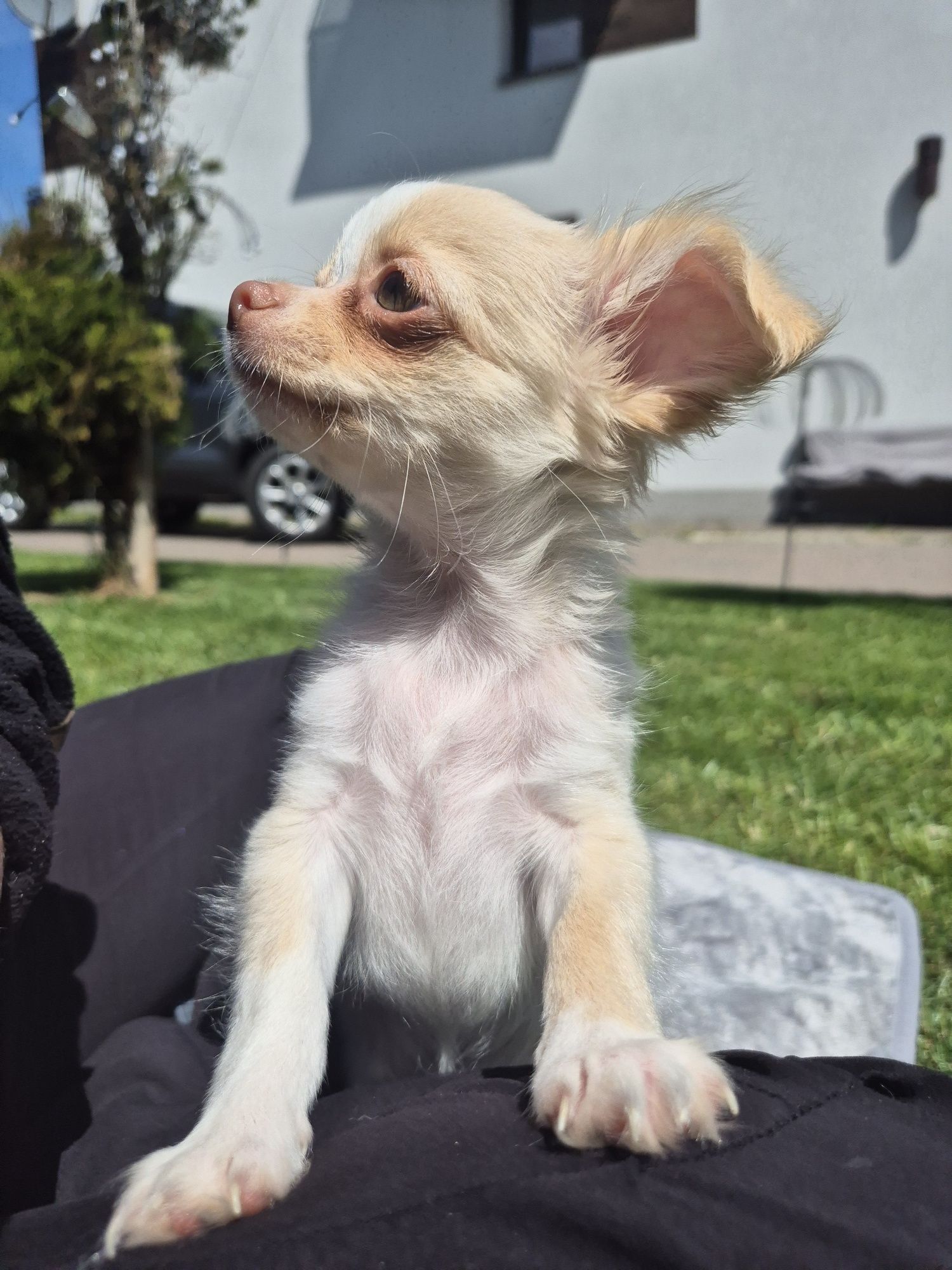 *** Chihuahua piesek gotowy do odbioru  mini 1.6kg xxs***