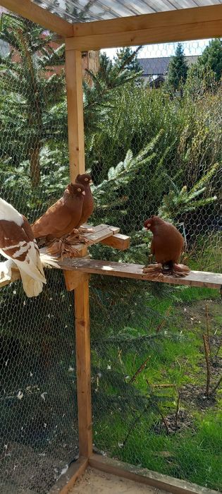 Wywrotki Wschodniopruskie czerwone, czarne