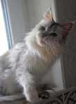 Kotka Maine coon