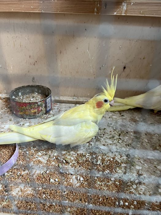 Papugi nimfy  dwie sztuki