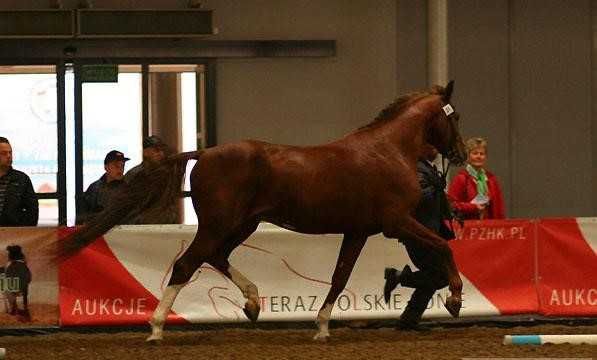 Stanówka Ogierem Polski Koń Sportowy - PACO