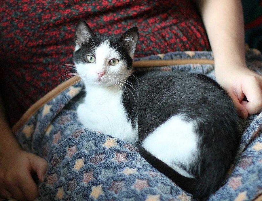 Piękna, trzy i półmiesięczna kotunia do adopcji!
