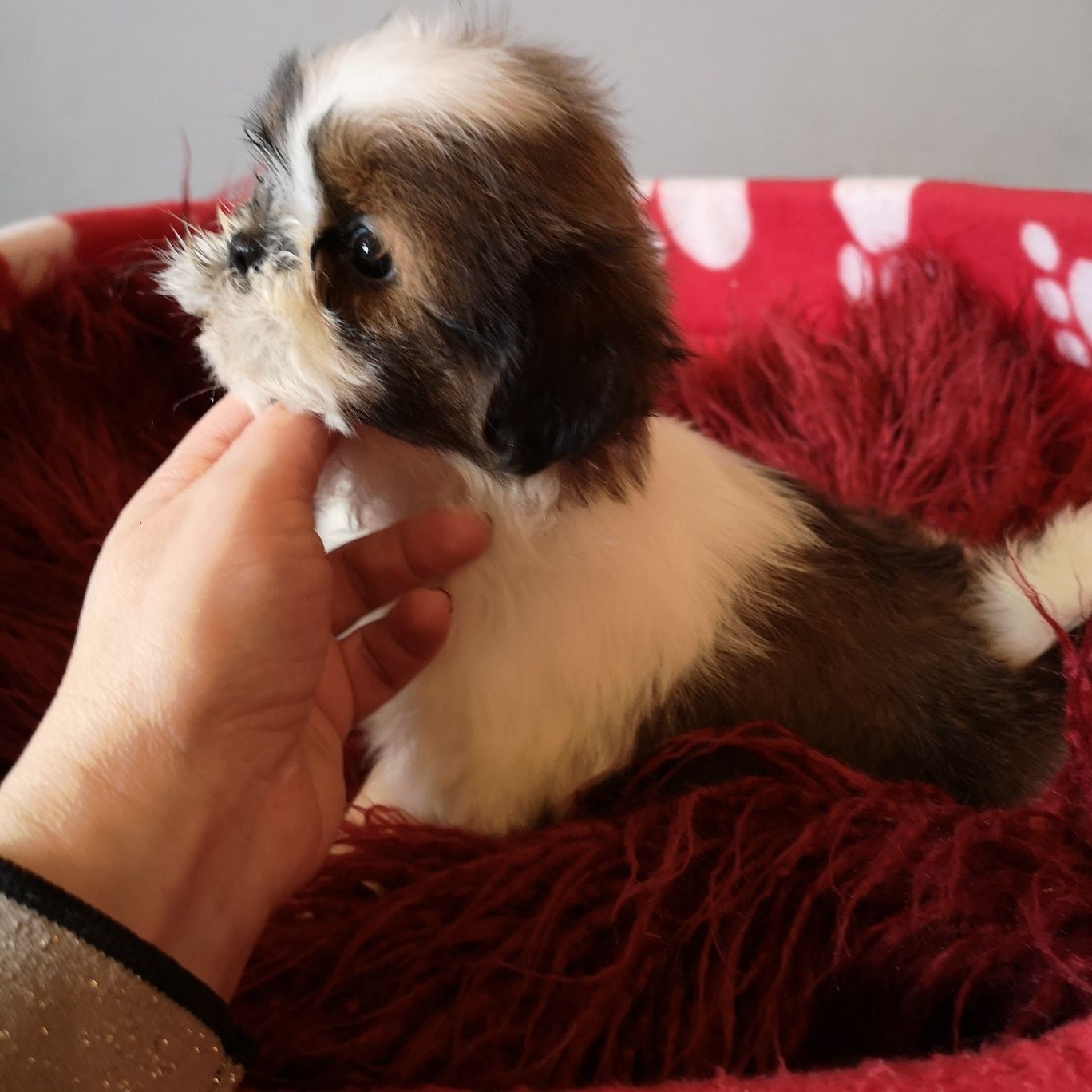 *** Shih Tzu z domowej hodowli. ***
