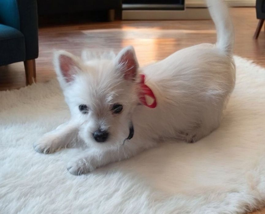 Suczka West highlights white terrier już do odbioru