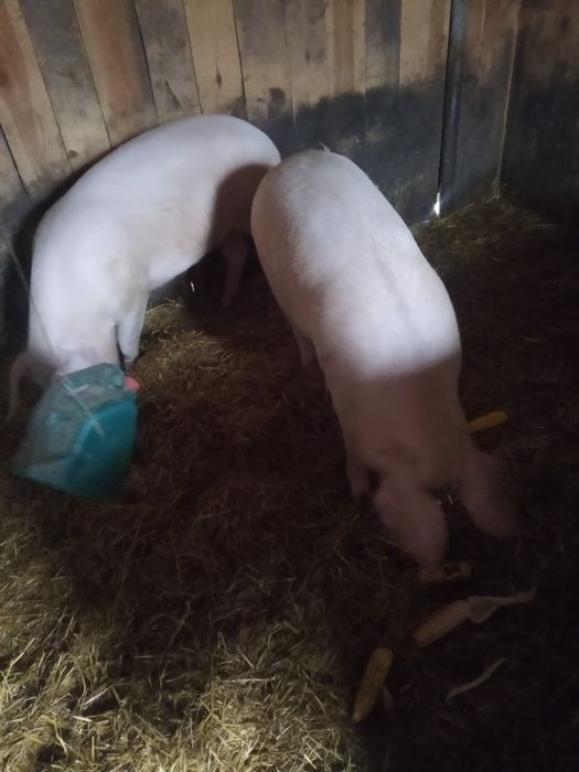 Продам живою вагою