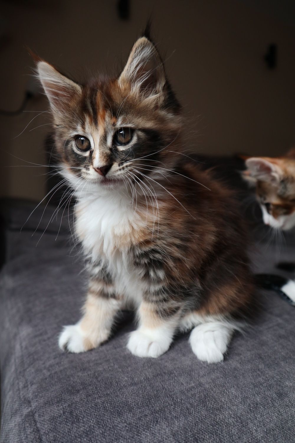 Gotowa do odbioru Kotka Maine Coon z rodowodem FPL