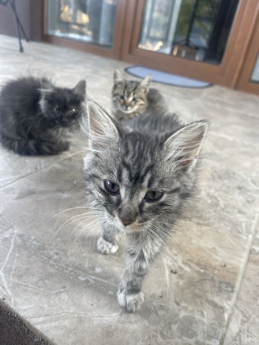 Віддам у хороші  руки