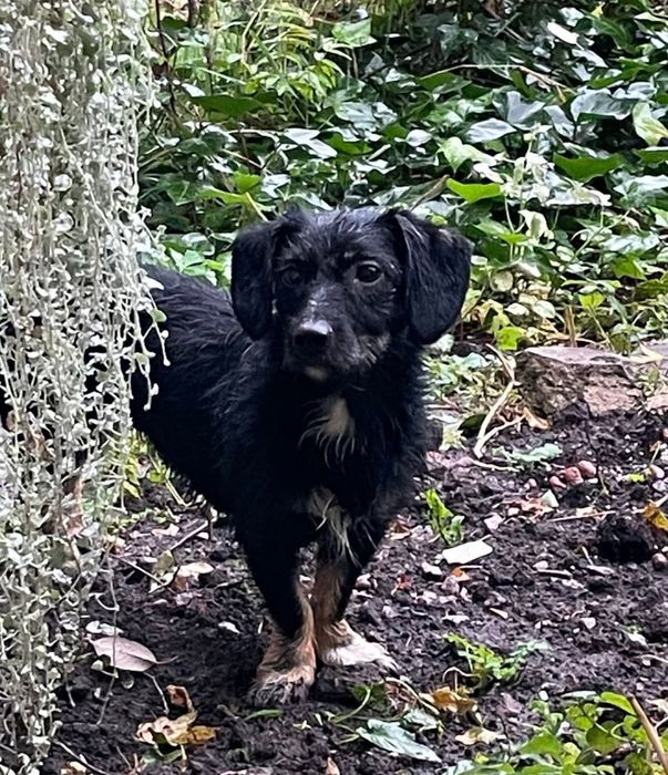 Замечена собака Правый берег