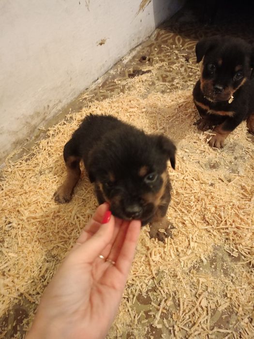 Цуценята ротвейлера