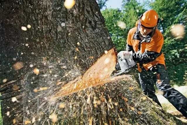 Спил деревьев за дрова