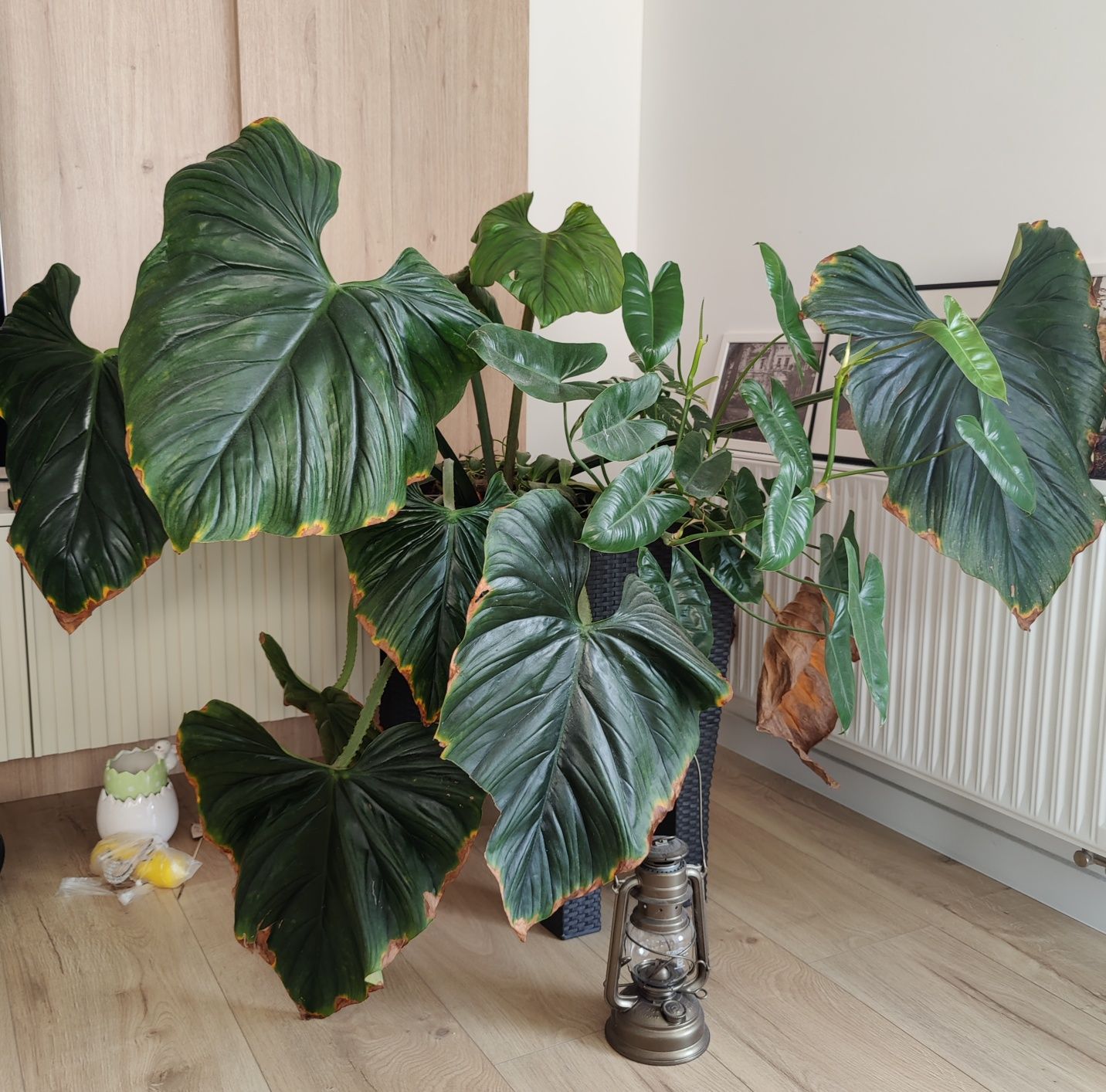 Philodendron Plowmanii