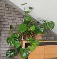 Monstera dziurawa