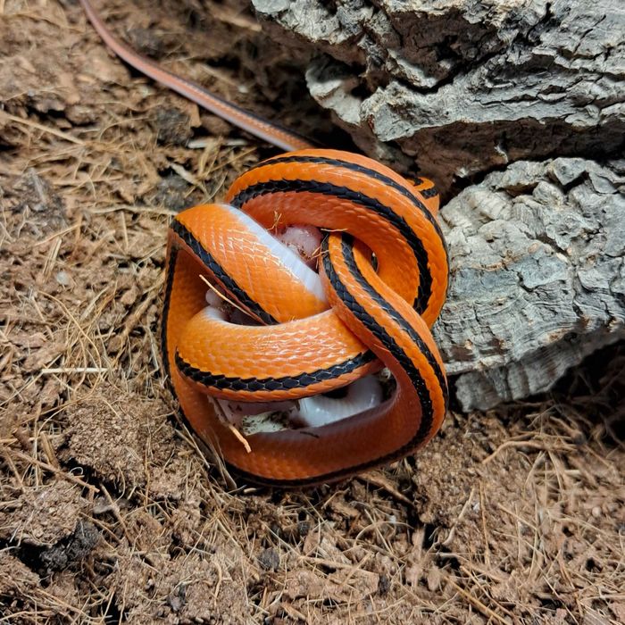 Wąż bambusowy Oreocryptophis p. coxi samiec cb24