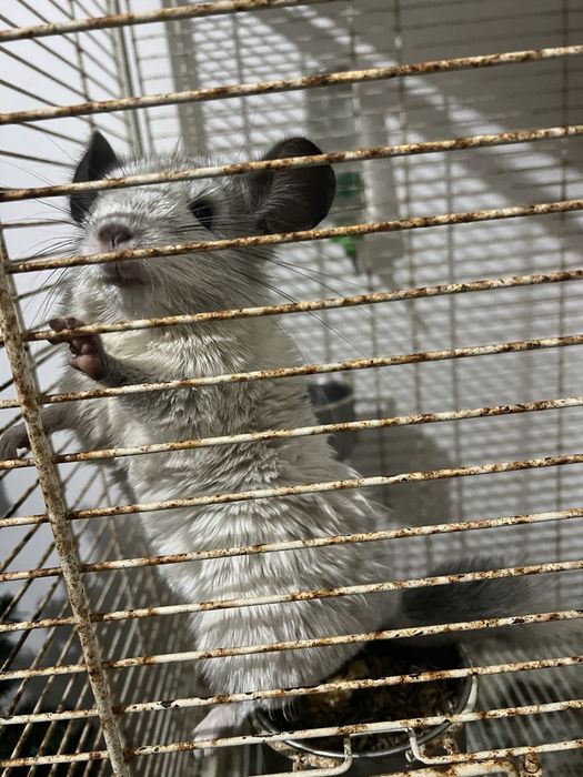 Vendo Chinchilla