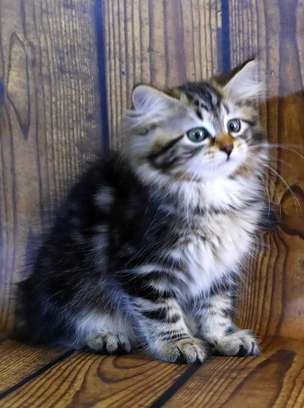 Сибірські кошенята
