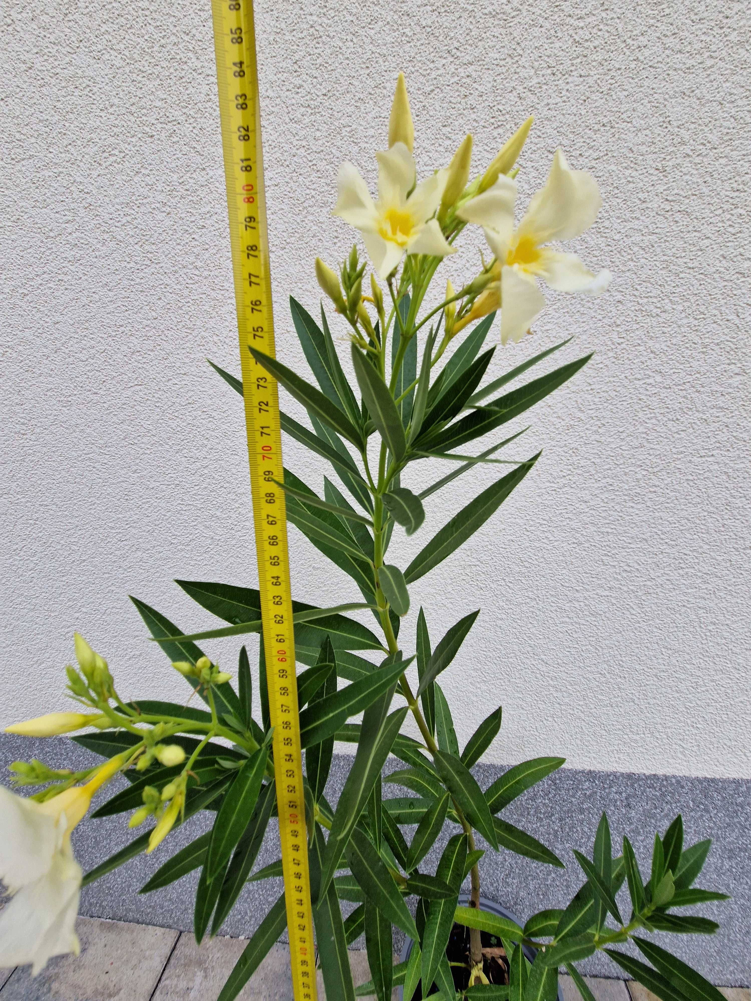 Oleander żółty jasny pojedynczy