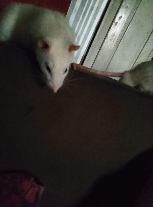 Відаю  щурів безкоштовно домашні