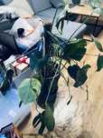 Monstera roślina kwiat