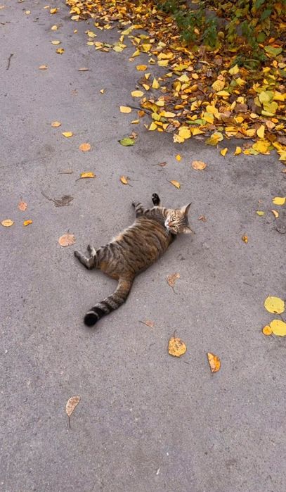 Пропала кішка Золотоноша