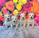West Highland White Terrier