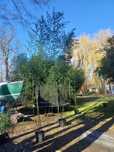 Bambus mrozoodporny Phyllostachys bissetii