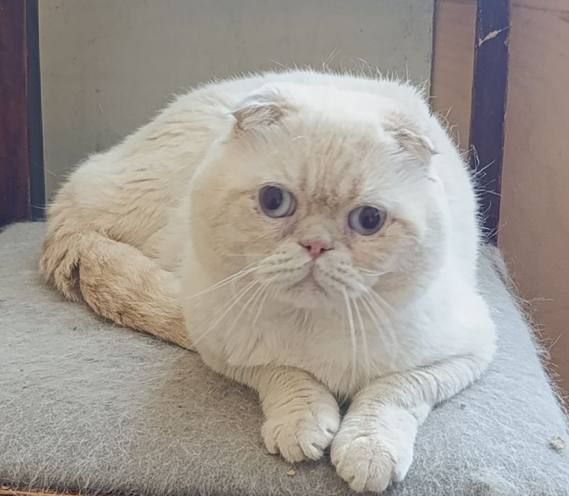 Шотландский скоттиш фолд Гуччи