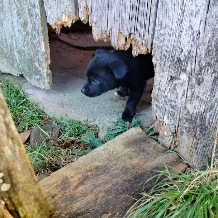 Pieski do oddania za darmo.