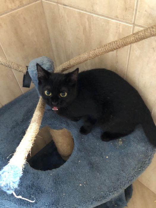 Gatinho bebe para adocao