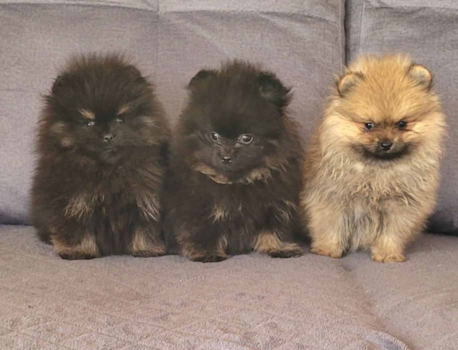 Szpic miniaturowy-chłopiec I dziewczynka