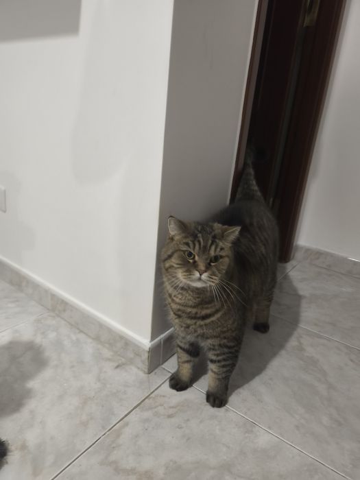 Casal de British Shortair para dar