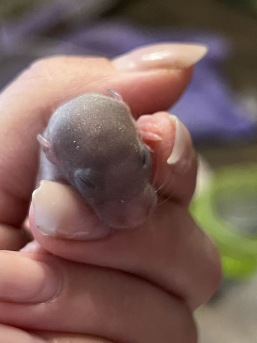 Декоративні пацюки