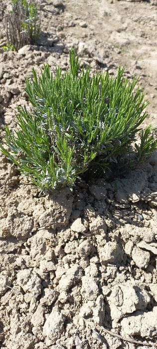 Лаванда Саджанці