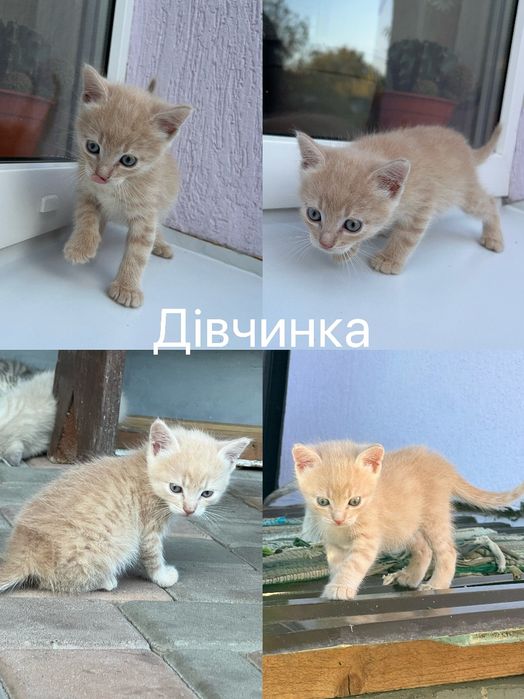 Руда та бежева кішечки