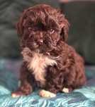 Czekoladowy piesek maltipoo