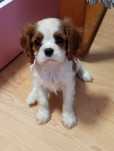 Cavalier King Charles Spaniel suczka