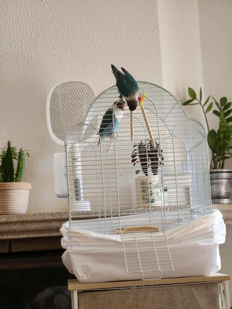 Casal de Agapornis  (azuis) – jovens e saudáveis