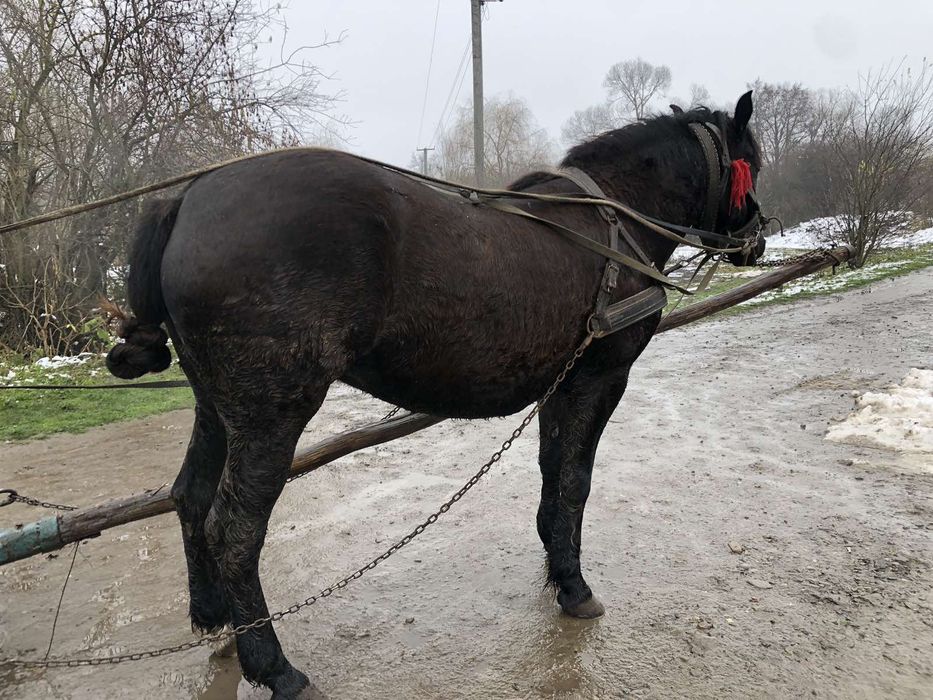 Молода спокійна кобила!