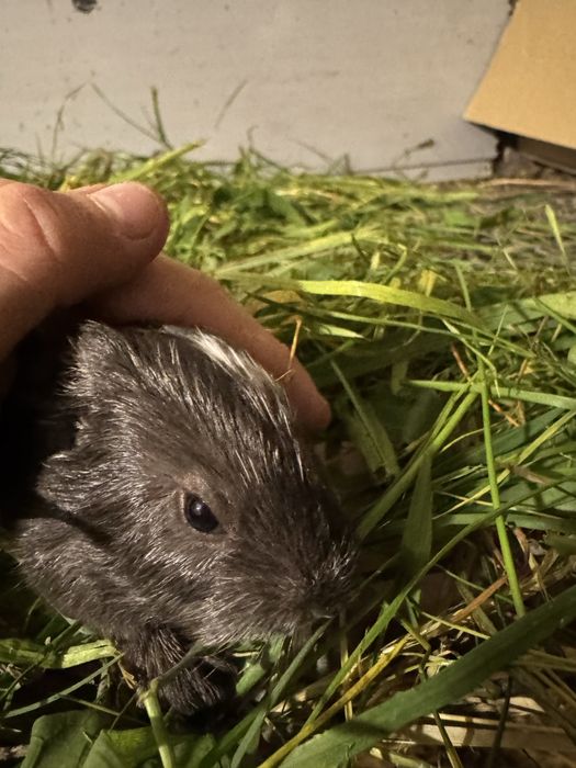 Świnki morskie Kawia