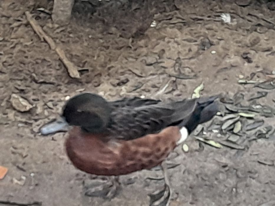 Patos ,pavões  azul, novos ,perdizes Califórnia