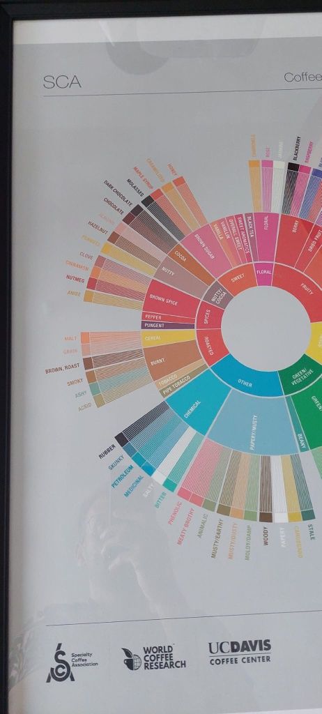 Nowy Plakat w ramie kawa coffee specialty  flavor wheel