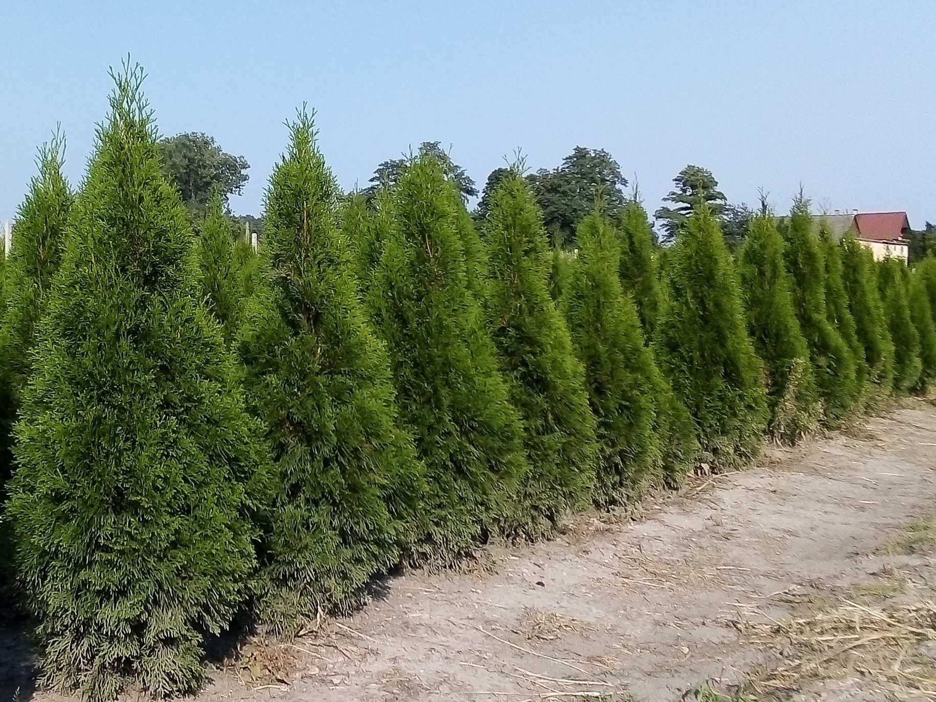 Thuja Smaragd 100-120 cm Tuja Szmaragd, tuje! Dostawa i sadzenie PL!