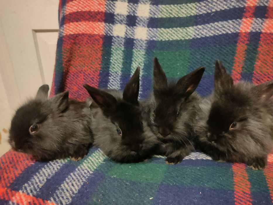 Декоративні кролики