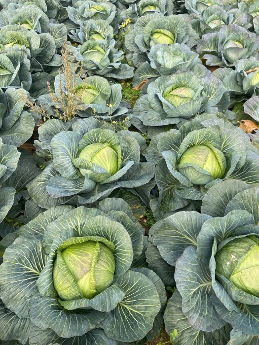 Kapusta biała agresor z pola luz lub obrana