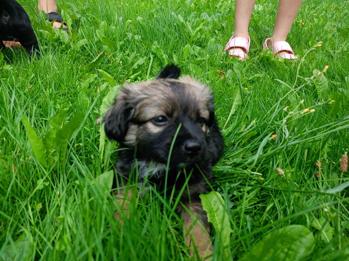 Coco - psie dziecko do adopcji