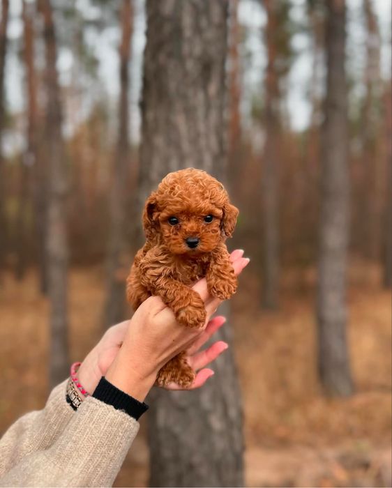 Мальтіпу, мальтипу, той пудель