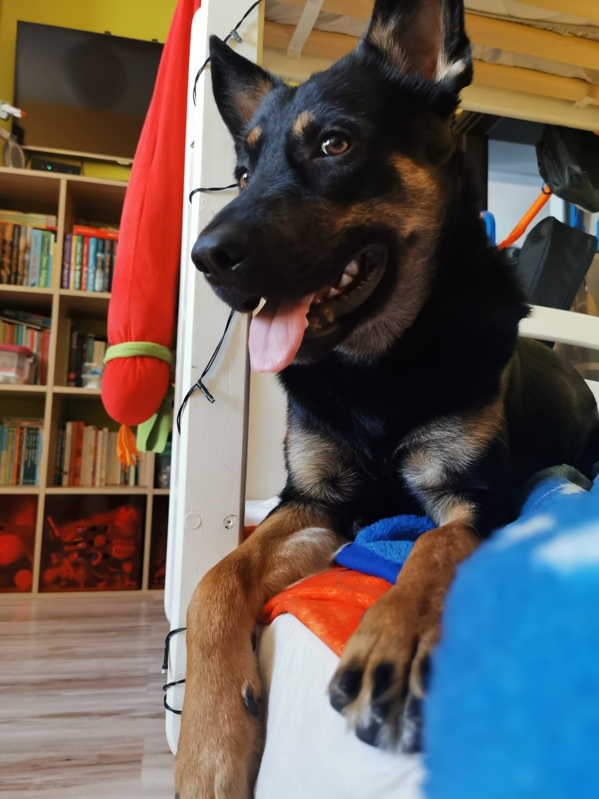 Jagger szuka domu. Roczny, energiczny - Kochający pies - Nie do budy