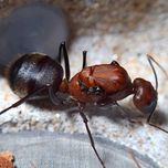 Муравьи Camponotus angusticollis купить муравьиная ферма формикарий