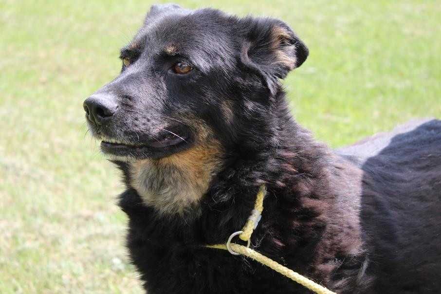 583681 Randi do adopcji.